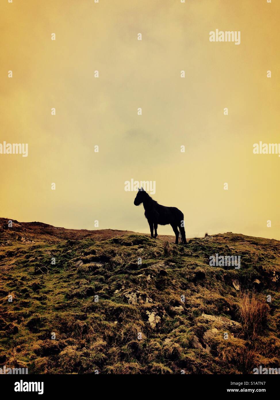 Horse in silhouette in landscape - Smartphone Captured Stock Image