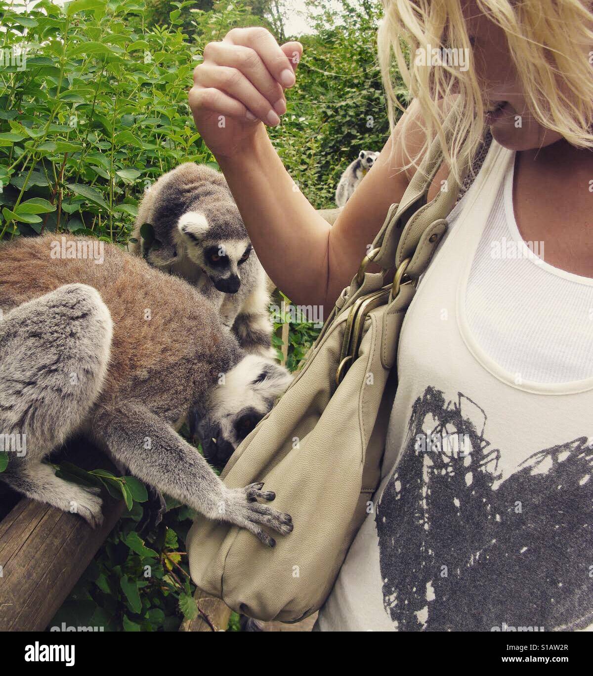 Curious ring tailed lemurs - Smartphone Captured Stock Image