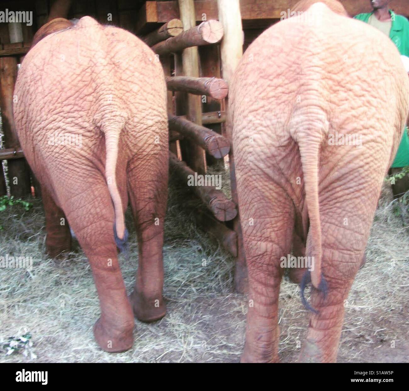 Elephant bums! - Smartphone Captured Stock Image