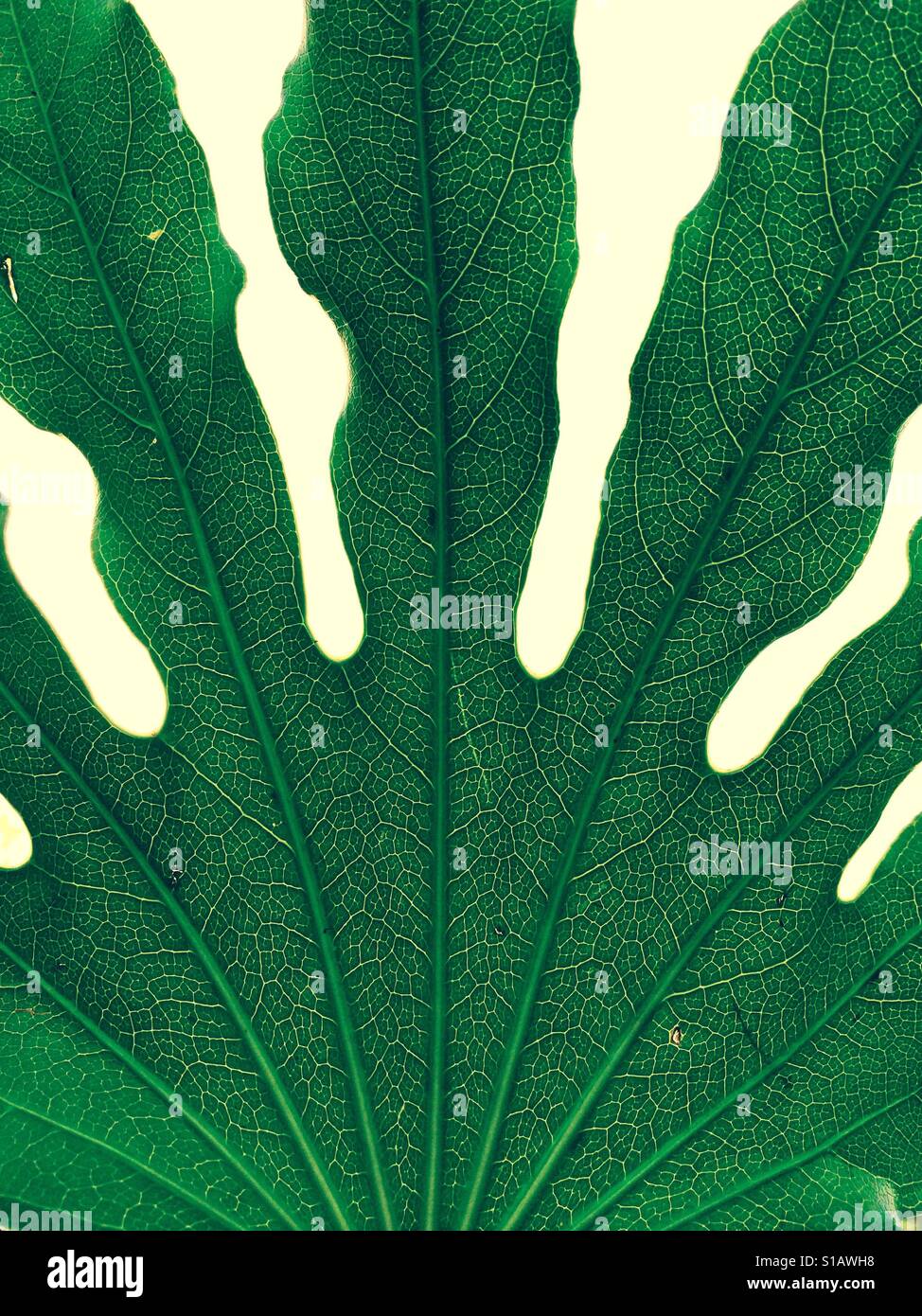 Veins structure hi-res stock photography and images - Alamy