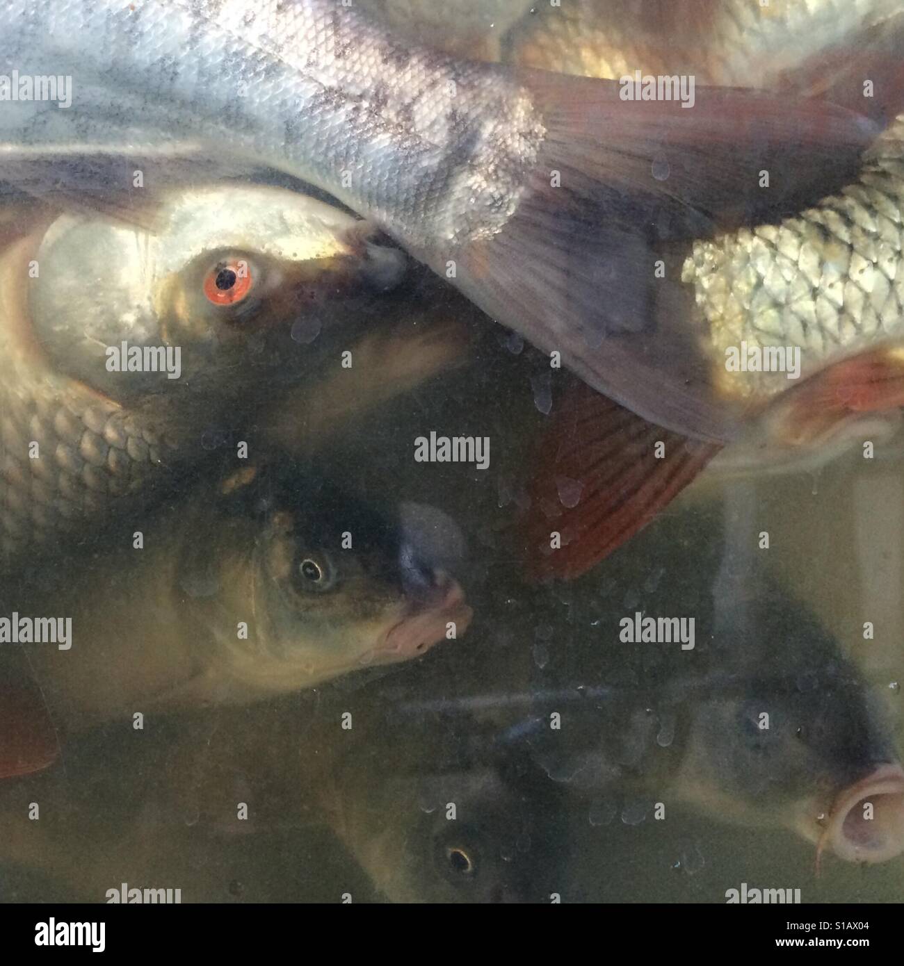 Overcrowded fish tank Stock Photo