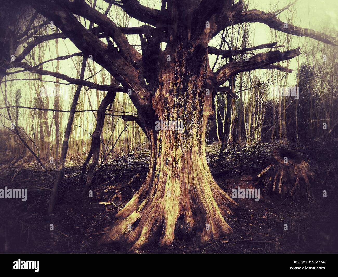 Dead oak tree Stock Photo Alamy