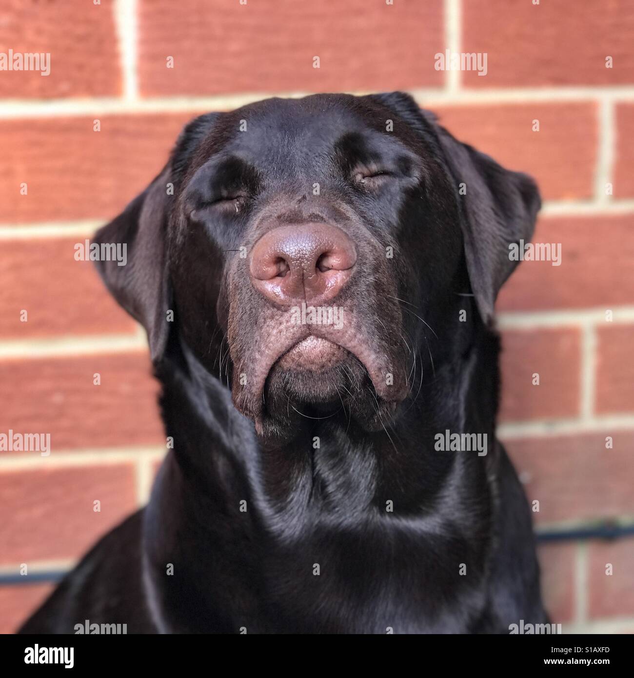 Young Chocolate Labrador pet dog blinking with eyes shut - Smartphone Captured Stock Image