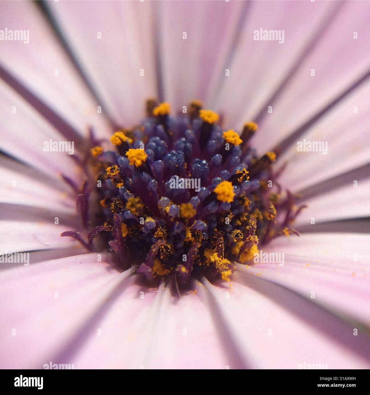 Macro of a purple osteospermum fructicosum flower covered with pollen Stock Photo