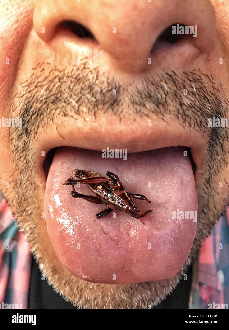 Man eating Chapulines - fried grasshoppers in Oaxaca City, Mexico Stock Photo