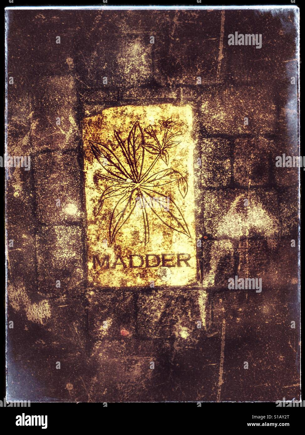 Flagstone showing madder plant in Beverley in the East Riding of Yorkshire - Smartphone Captured Stock Image