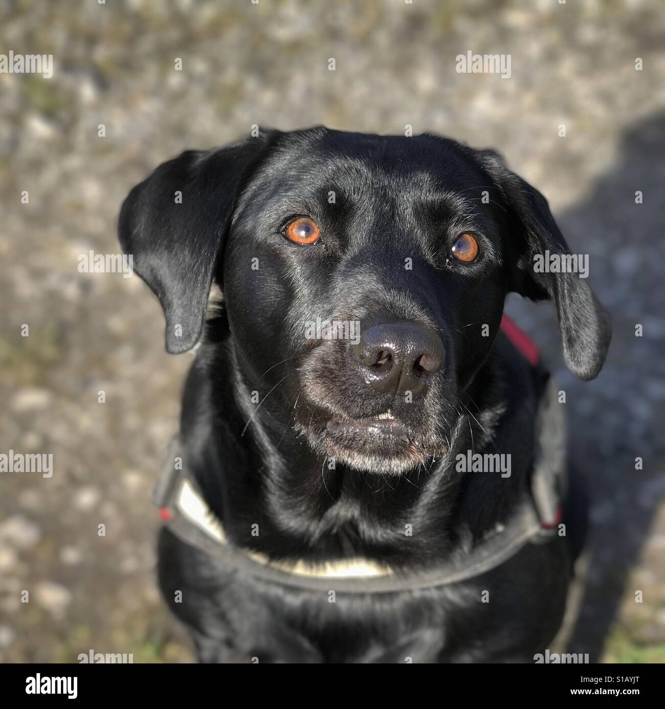 Black Labrador sitting outdoors - Smartphone Captured Stock Image
