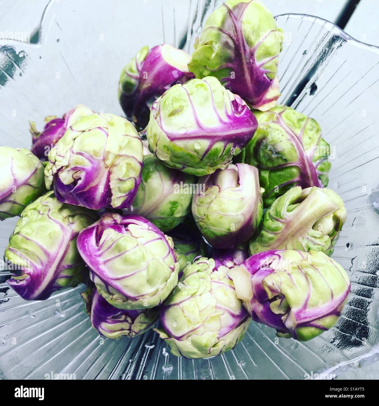 Close up of purple variety of Brussels sprouts freshly picked in an Irish garden Stock Photo