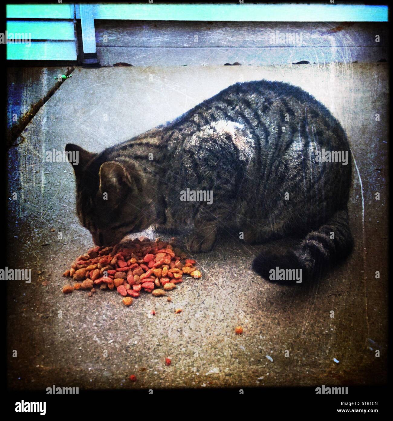 A stray cat eating cat food. - Smartphone Captured Stock Image