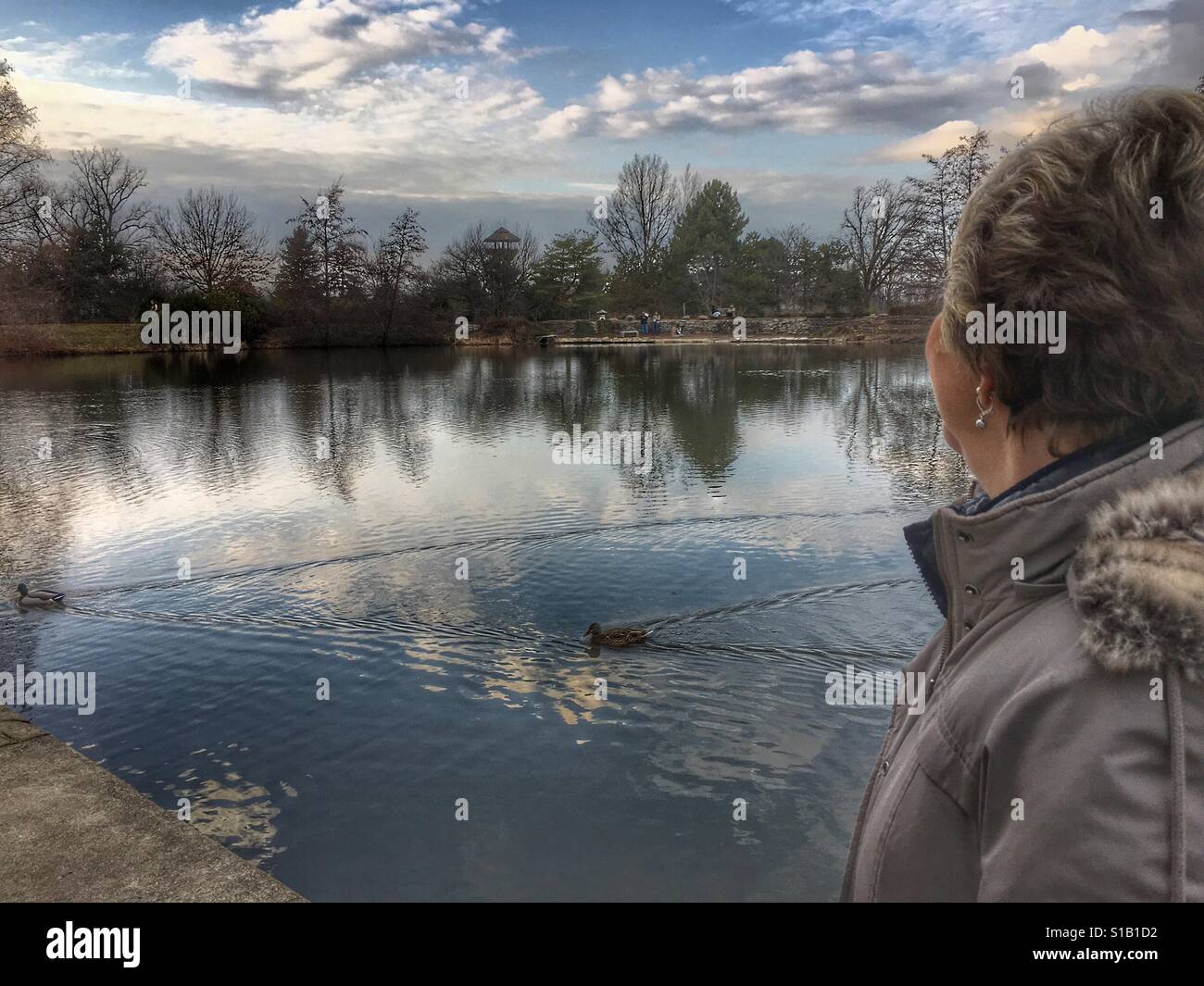 A lady watching ducks swim across a lake in the wintertime (1). - Smartphone Captured Stock Image