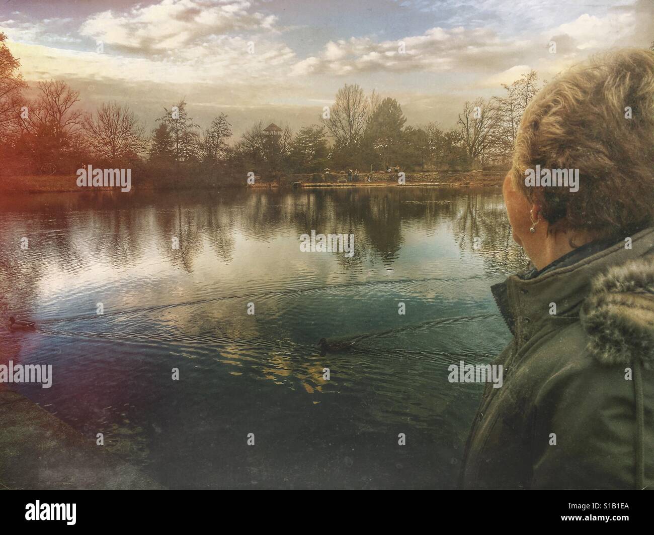 A lady watching ducks swim across a lake in the wintertime (2) - Smartphone Captured Stock Image
