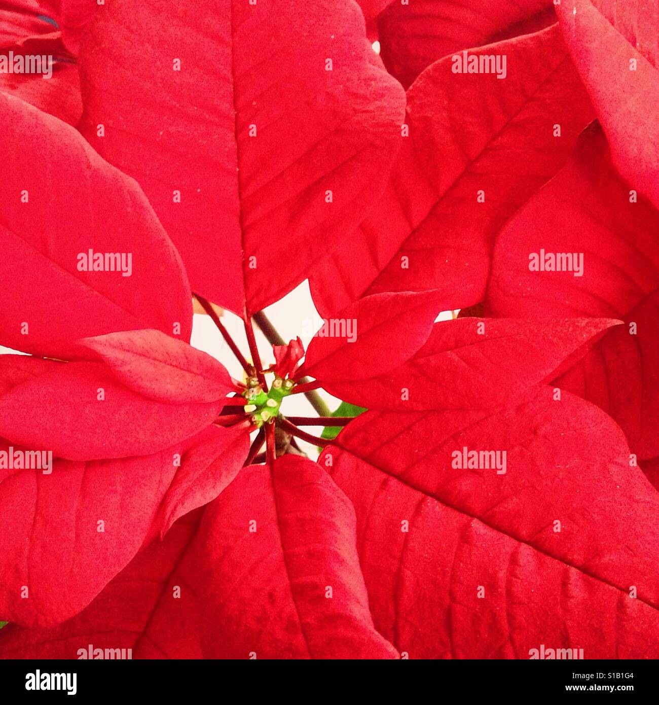 Poinsettia Stock Photo