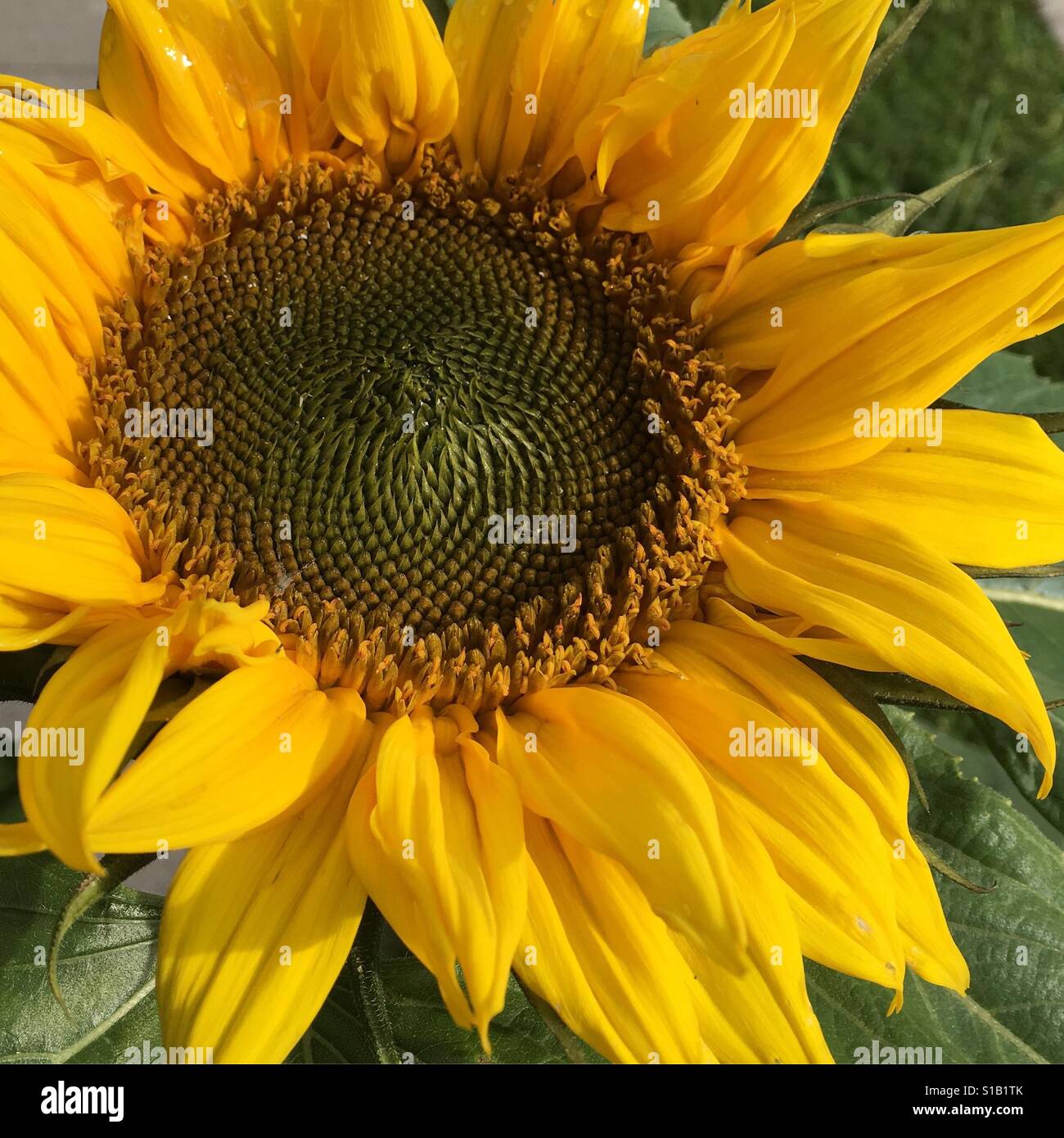 Sunflower after the rain Stock Photo Alamy
