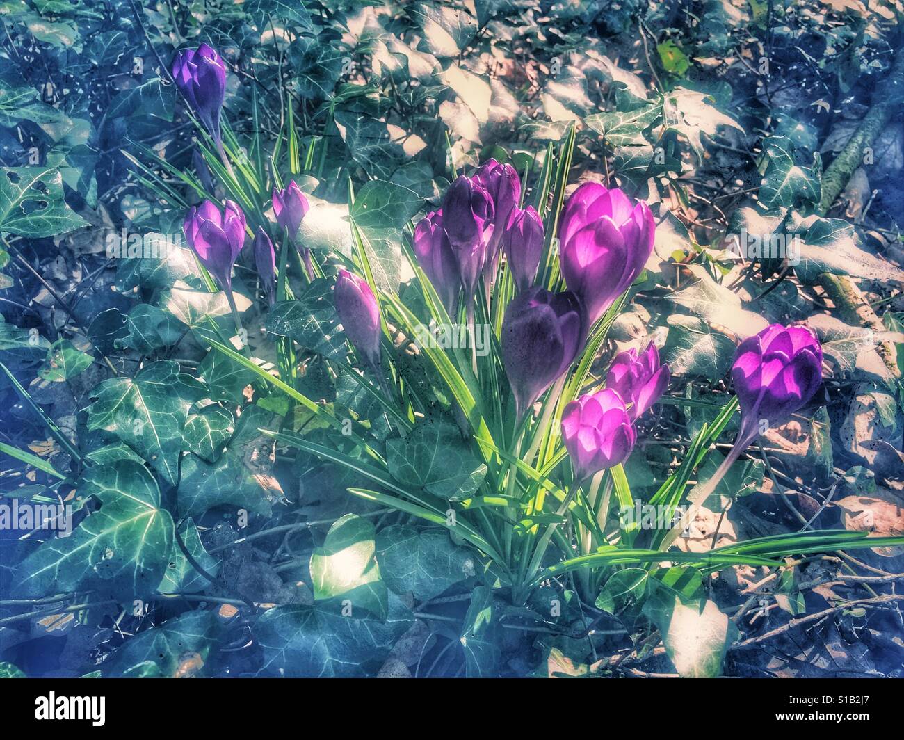 Purple Crocus flowers in bloom - Smartphone Captured Stock Image