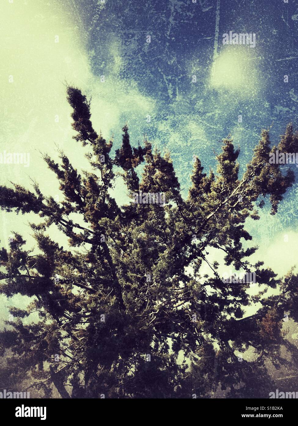 Cedar reserve Barouk Forest Tree - Lebanon - Smartphone Captured Stock Image