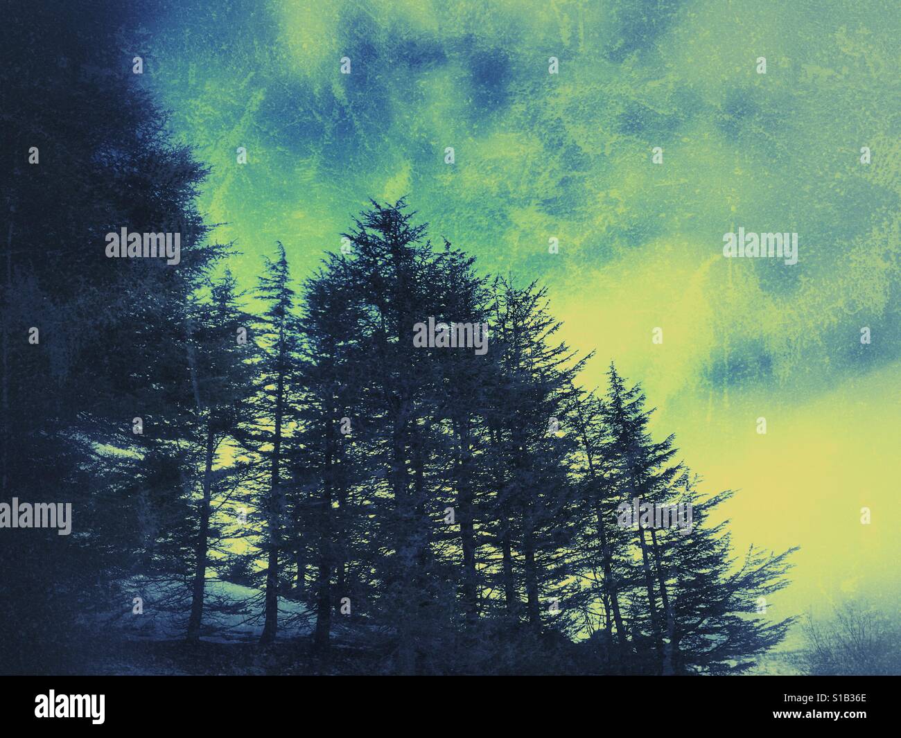 Series of cedar trees silhouette - Smartphone Captured Stock Image