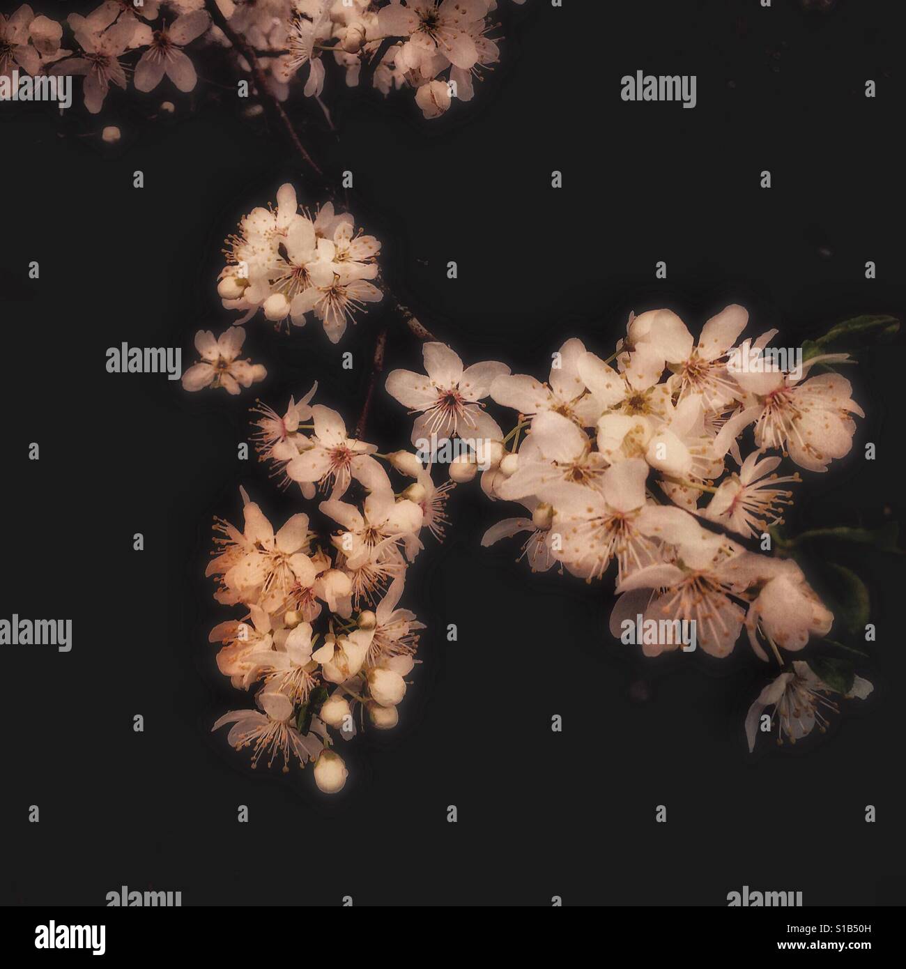 Wild plum blossom against a dark background. - Smartphone Captured Stock Image