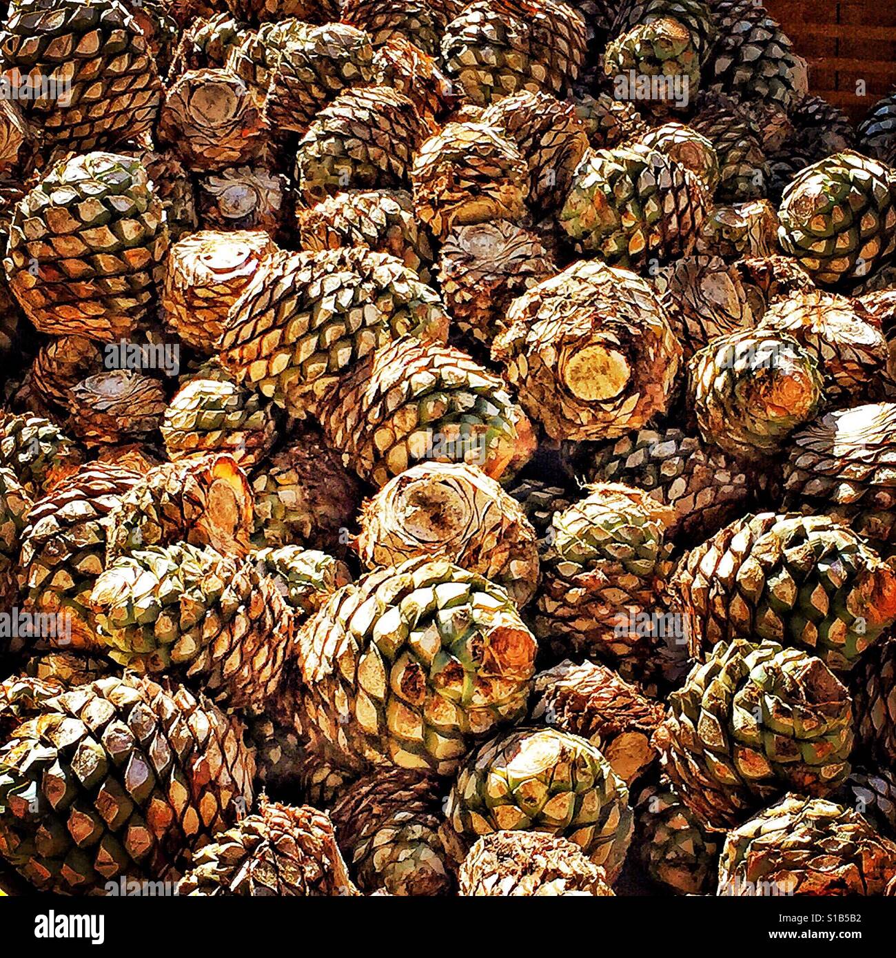 Harvested hearts, piñas, of the blue agave plant are piled high ready for processing. Stock Photo