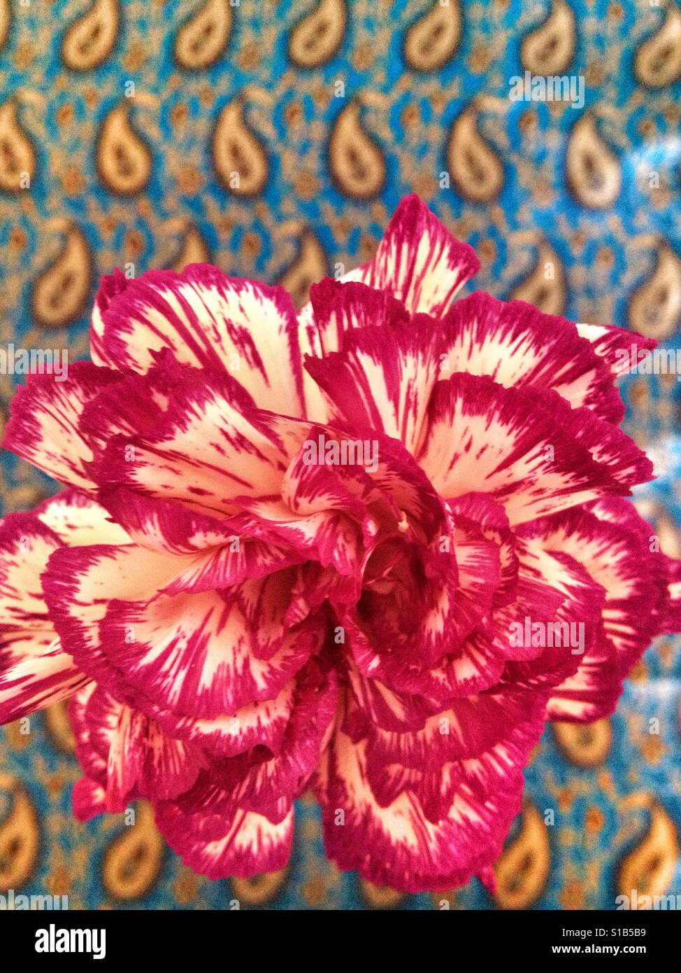 Red and white carnation against blue paisley background - Smartphone Captured Stock Image