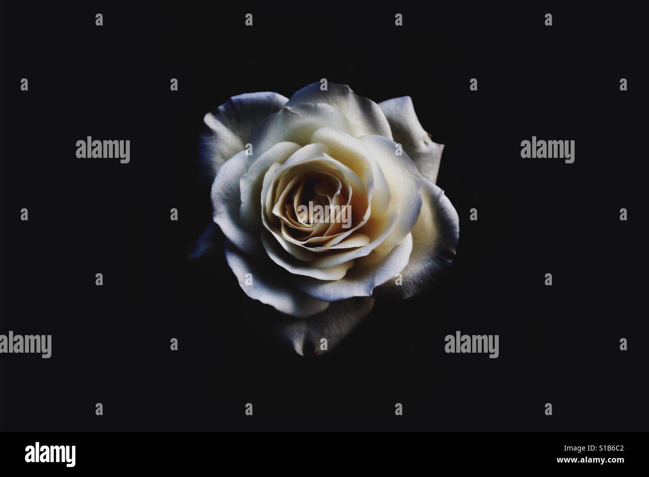 White rose with black background Stock Photo Alamy