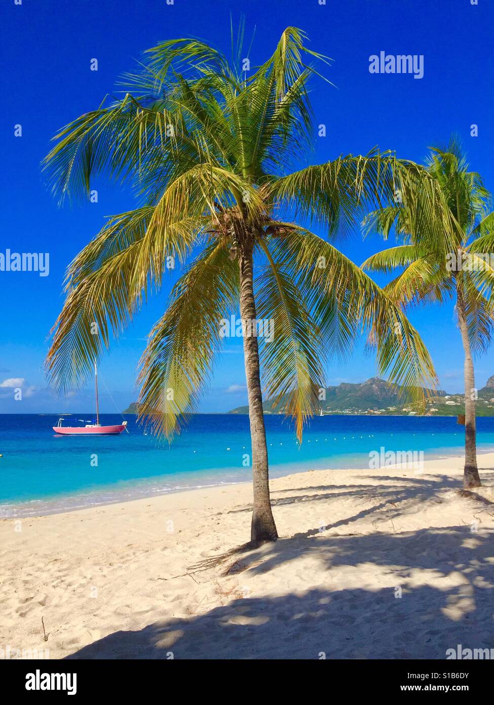 Coconut Palms on a white coral beach at Palm Island in the Grenadines. Stock Photo