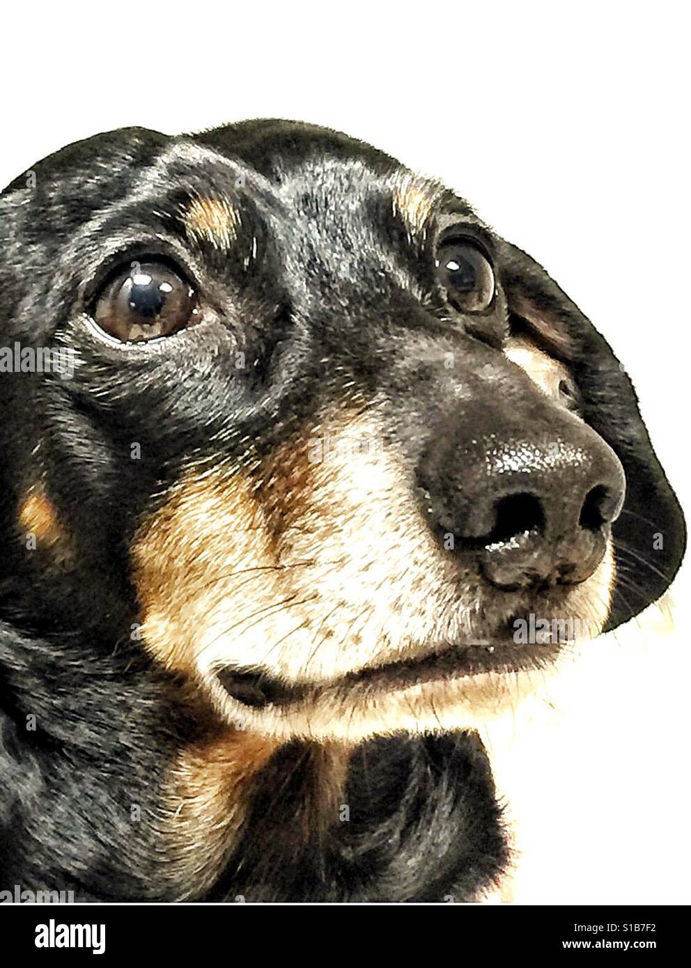 Dog portrait. - Smartphone Captured Stock Image