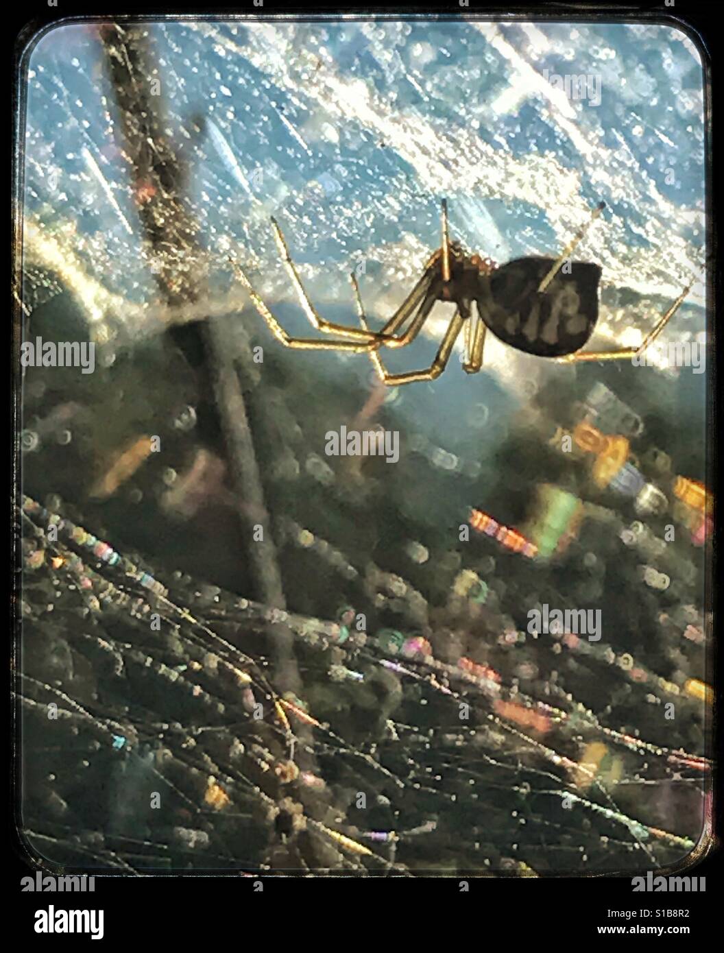 Spider and web in sunlight, Bowl and Dolly Weaver spider, Frontinella communis - Smartphone Captured Stock Image