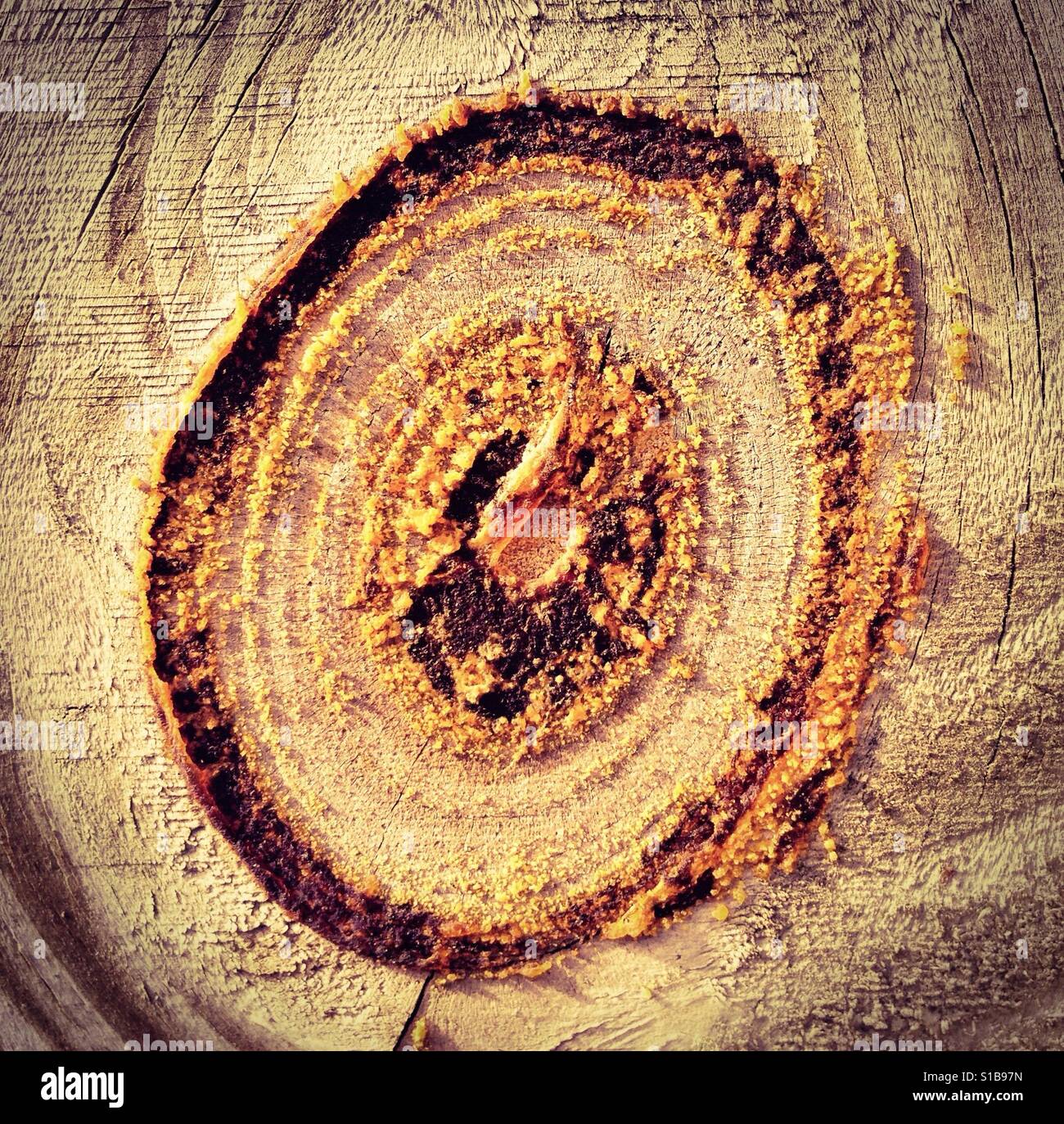 Wood knot in a fence - Smartphone Captured Stock Image