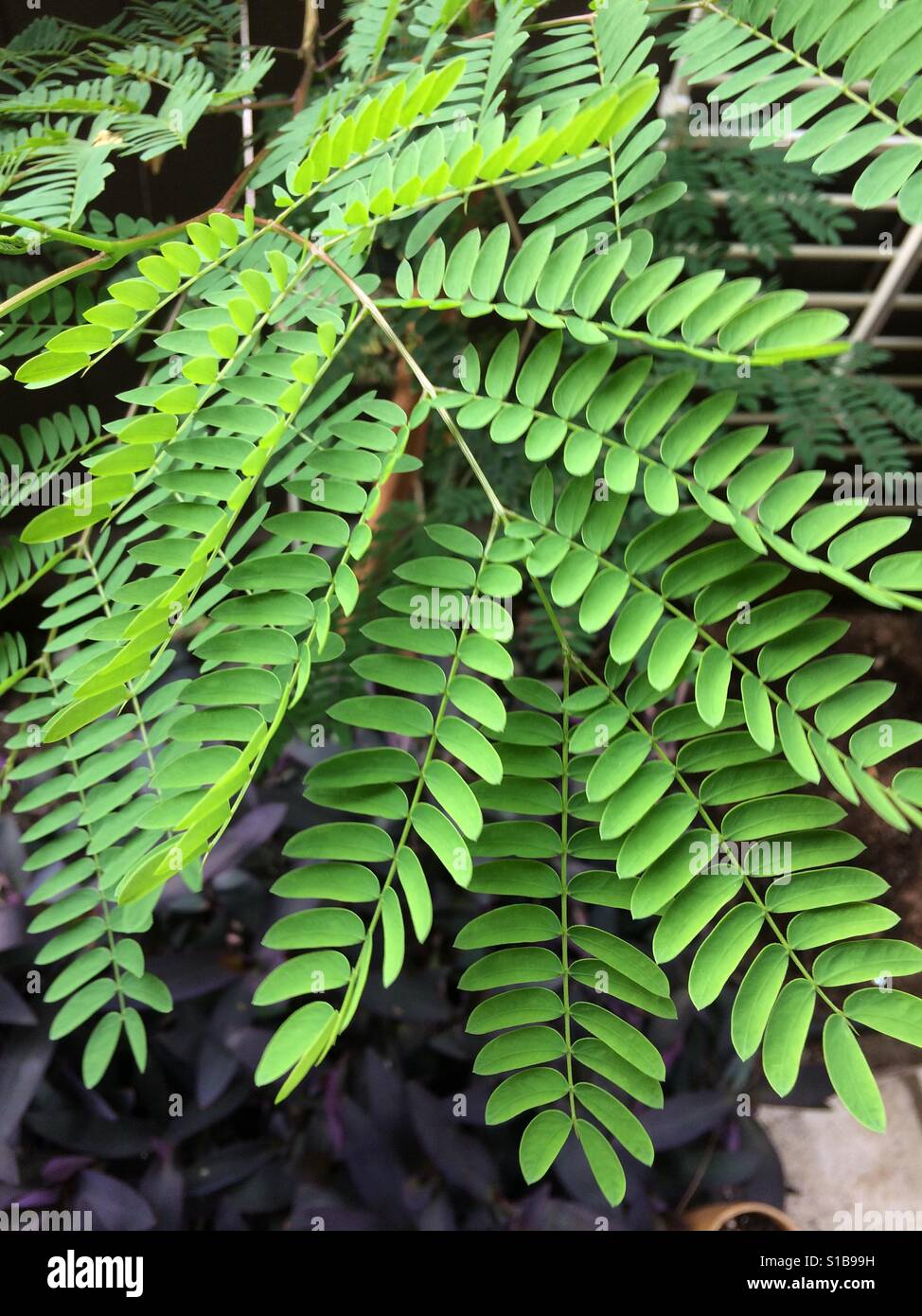 Mimosa leaves hires stock photography and images Alamy