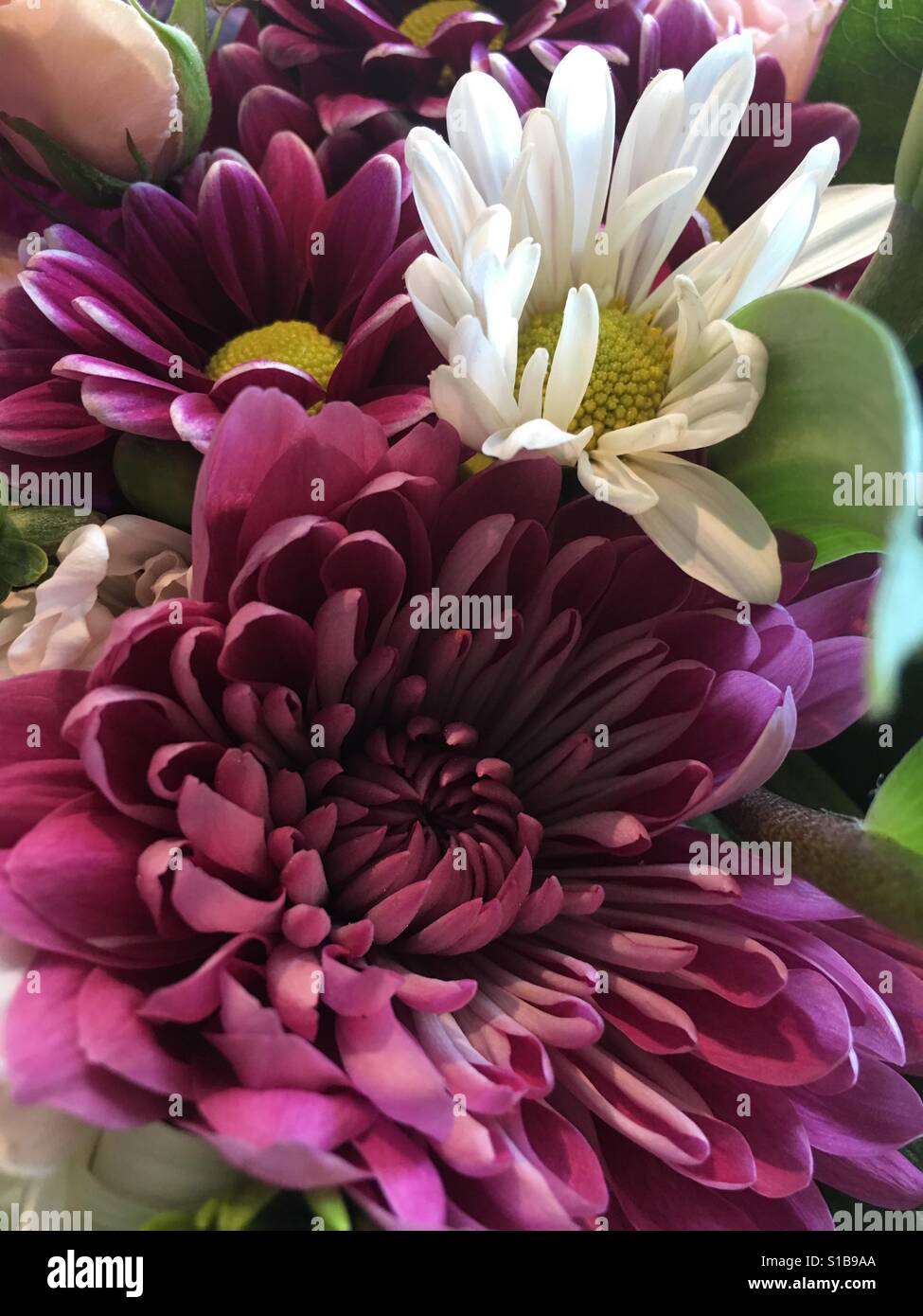 Chrysanthemum, Daisy, flowers, Bouquet, purple, white Stock Photo Alamy