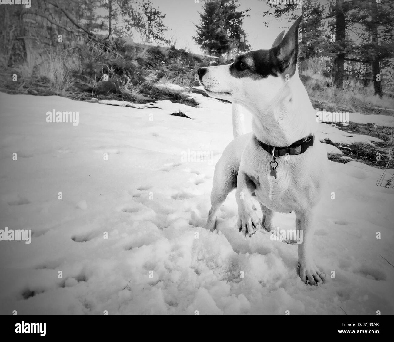 Dog standing in the snow looking sideways with one paw lifted up. In black and white. Stock Photo