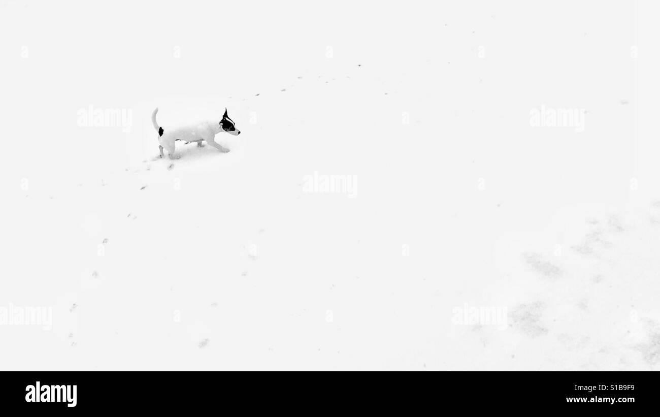 Small white dog walking on snow. In black and white. 16x9 edit Stock