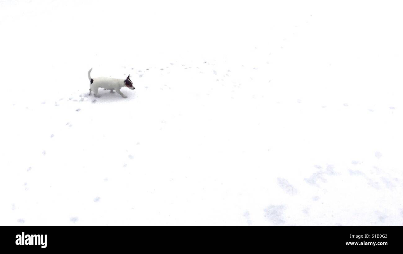Small dog walking in white snow. Stock Photo