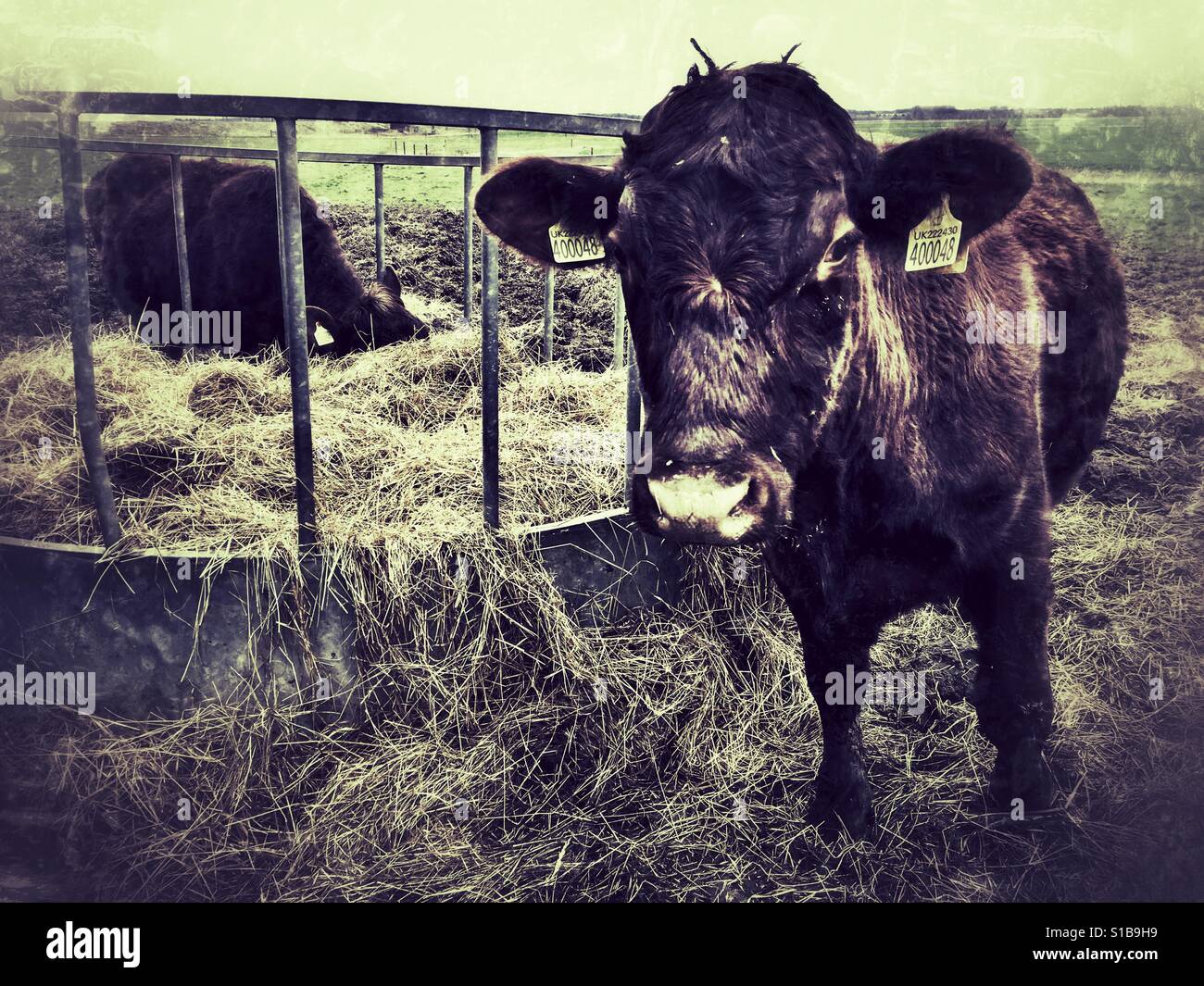 Red Poll Cattle, Bawdsey Ferry, Suffolk, England. - Smartphone Captured Stock Image