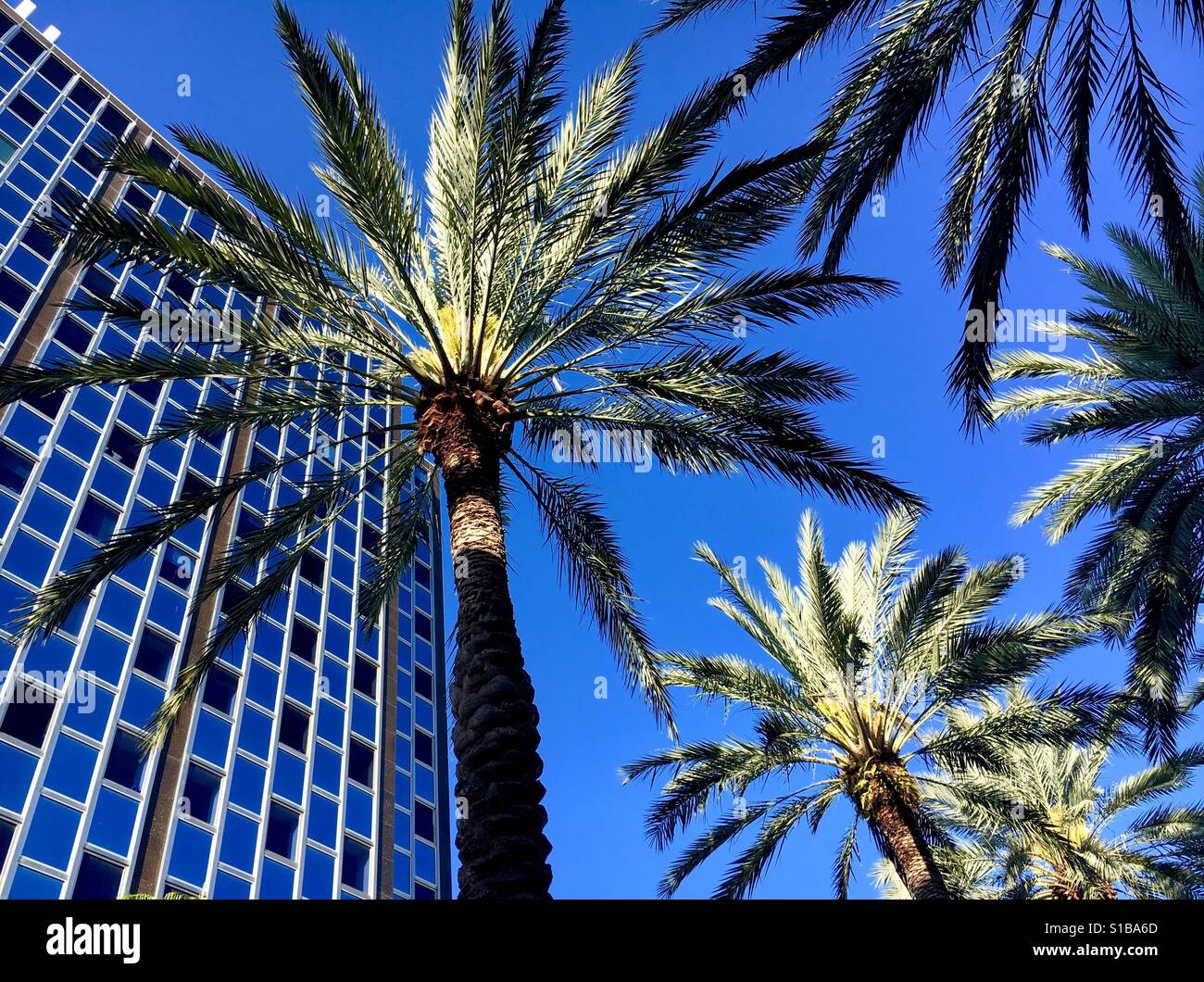 Office building in the Tropics - Smartphone Captured Stock Image