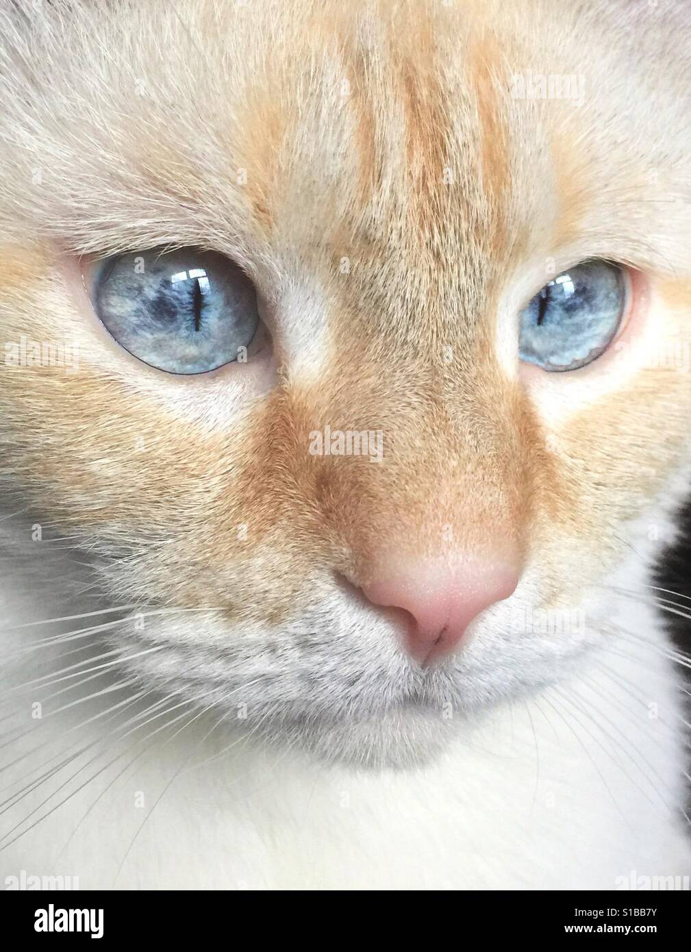 A closeup portrait of a white flamepoint Siamese cat with blue eyes - Smartphone Captured Stock Image