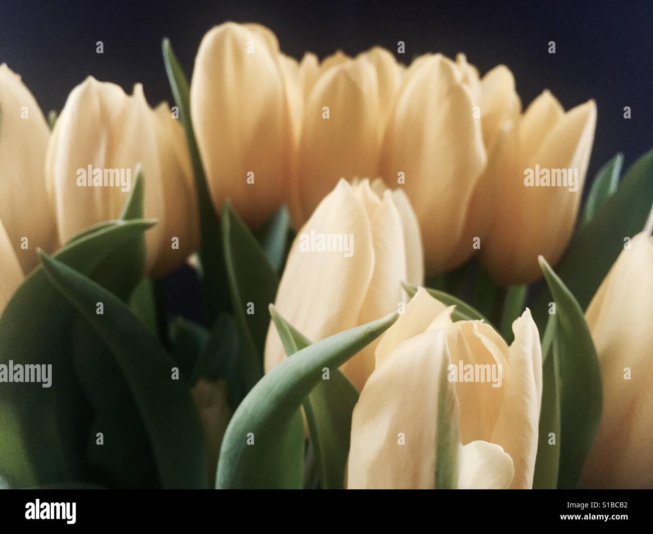 Yellow tulips Stock Photo