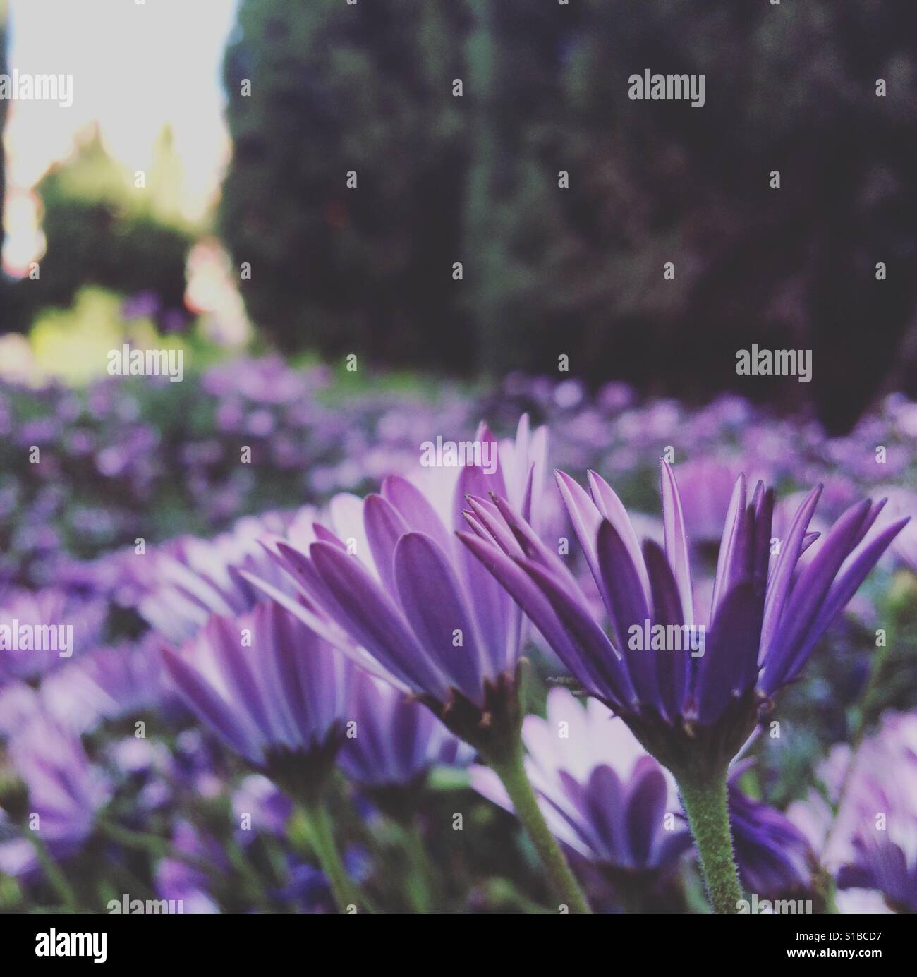 Purple daisy field Stock Photo