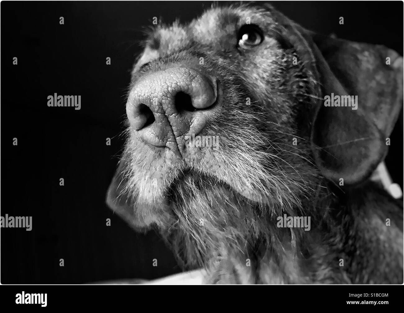 Vizla Gundog puppy portrait black & white Stock Photo