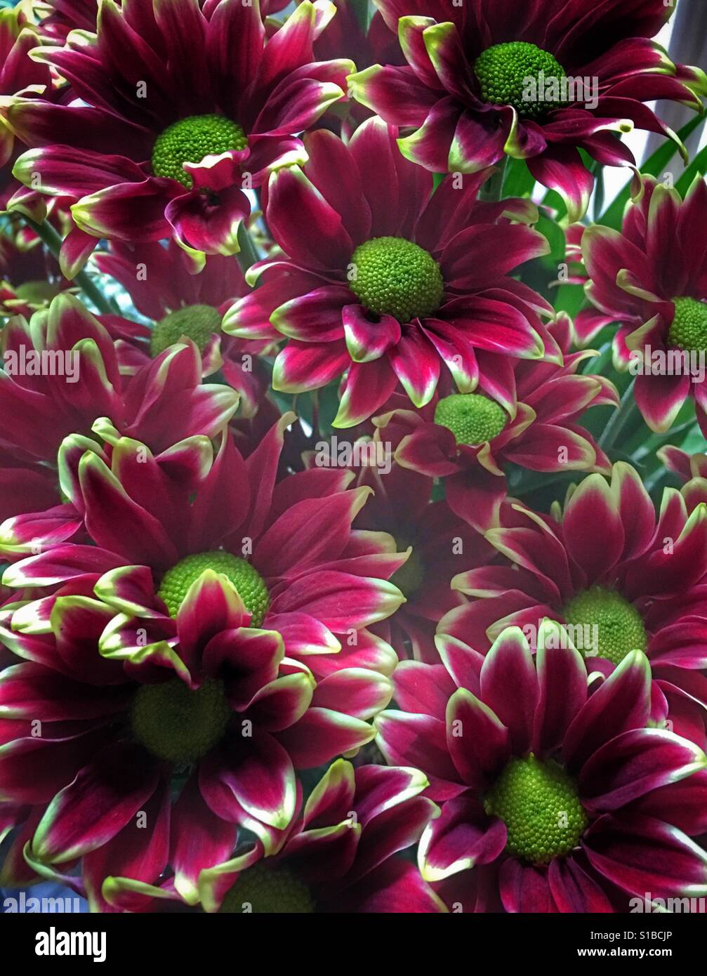 Spray flowers hires stock photography and images Alamy