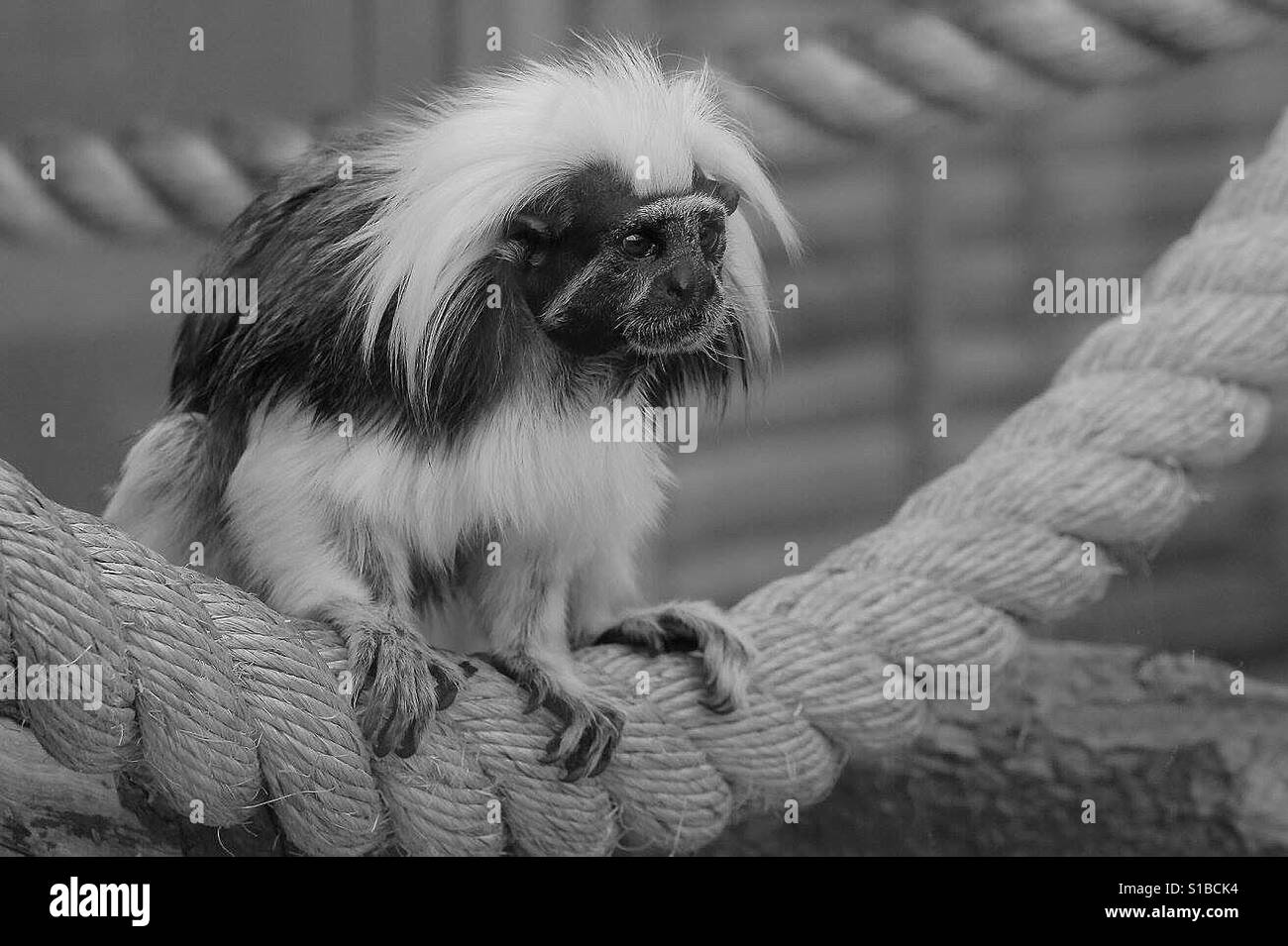 Sad Cotton-Topped Tamarin - Smartphone Captured Stock Image