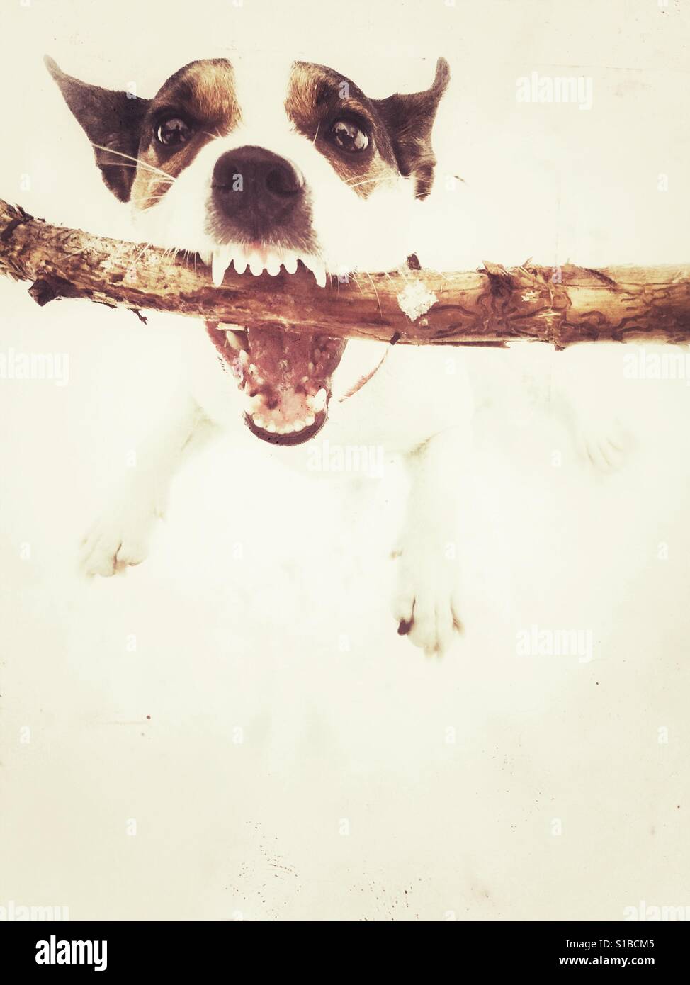 Dog holding on to wooden stick with sharp teeth showing. Aged edit. - Smartphone Captured Stock Image