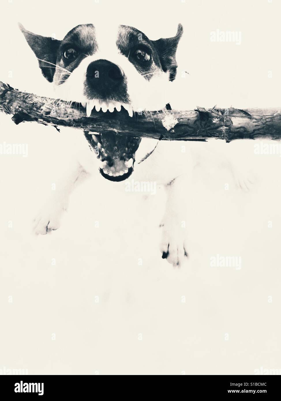 Dog holding onto a wood stick with sharp teeth showing. - Smartphone Captured Stock Image