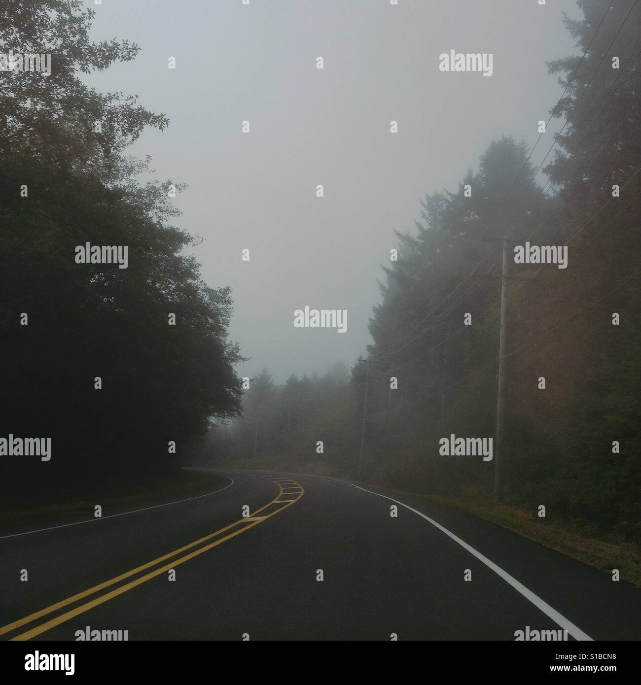 Driving down foggy forest road in Pacific Northwest Canada Stock Photo
