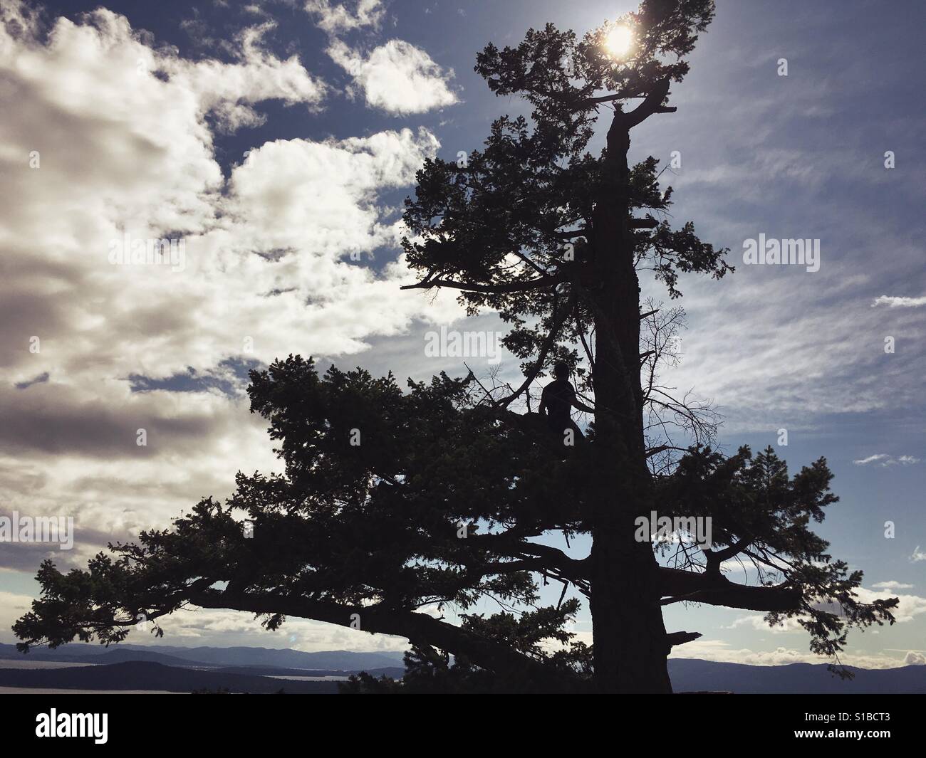Silhouette of man in tall fir tree in the summer sun overlooking ocean and Islands in the Pacific Northwest Canada Stock Photo