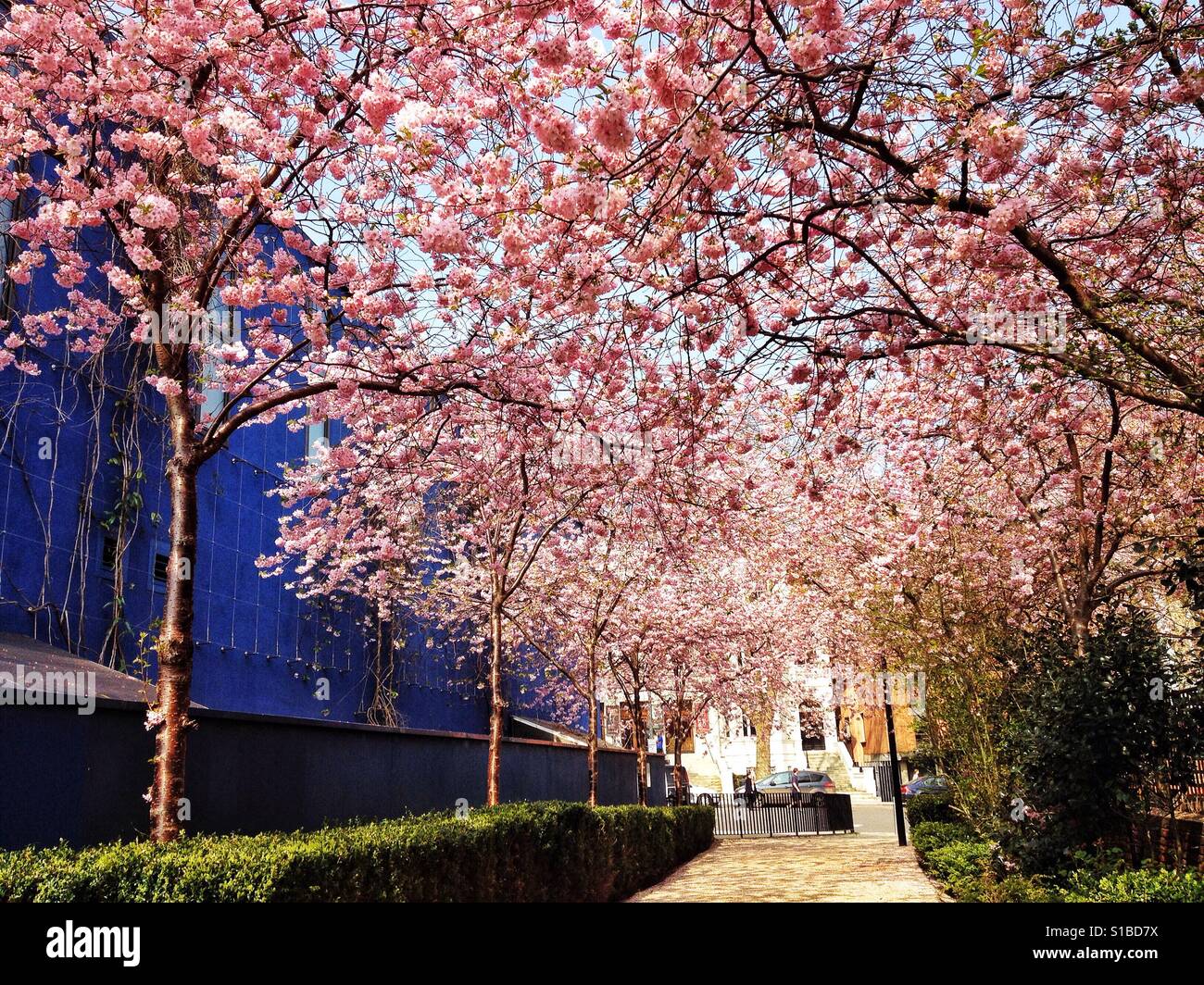 London cherry blossom street hires stock photography and images Alamy
