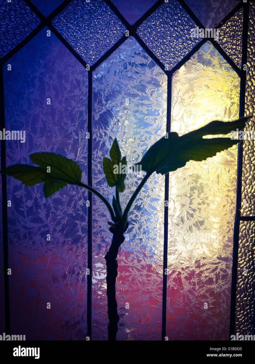 Young fig leaves and ornate window - Smartphone Captured Stock Image