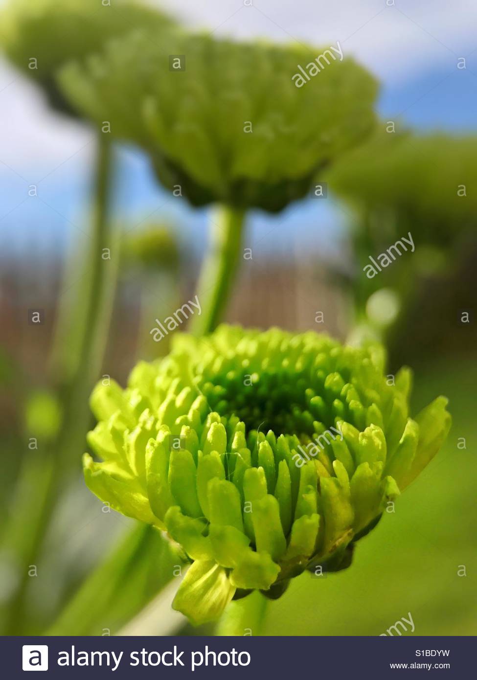 Chrysanthemum Green Stock Photos & Chrysanthemum Green Stock Images Alamy