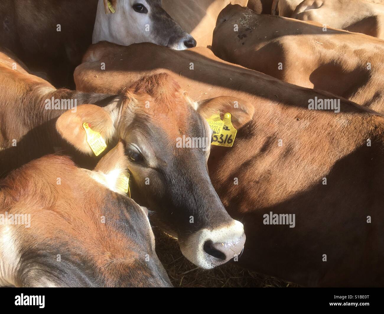 Jersey Dairy cows Stock Photo Alamy