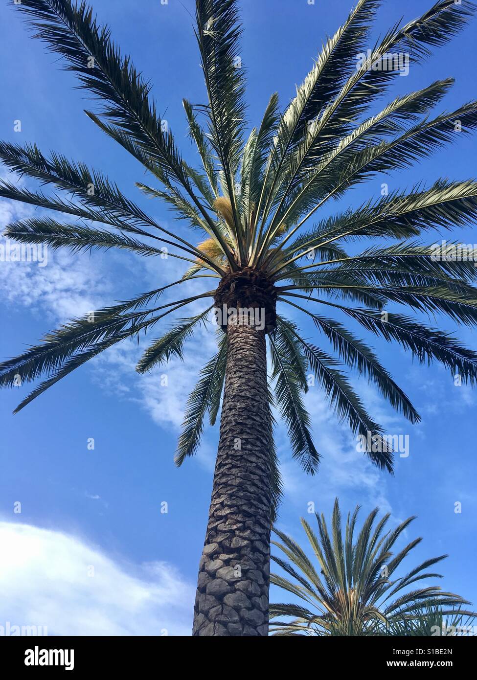 Palm tree with blue sky Stock Photo